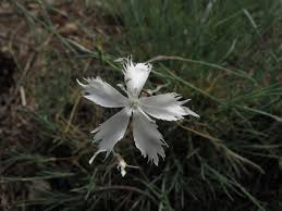 Attēlu rezultāti vaicājumam “Dianthus arenarius flower”