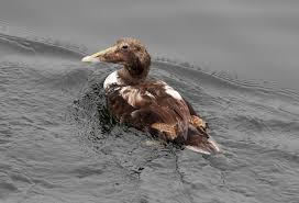 Attēlu rezultāti vaicājumam “Somateria mollissima juvenile”