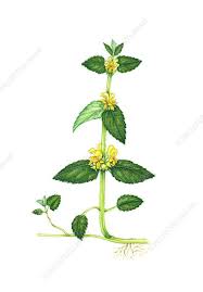 Attēlu rezultāti vaicājumam “Lamiastrum galeobdolon flower”