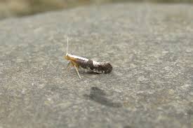 Attēlu rezultāti vaicājumam “Argyresthia spinosella”