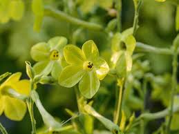 Attēlu rezultāti vaicājumam “Nicotiana tabacum flower”
