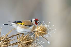 Attēlu rezultāti vaicājumam “Carduelis carduelis”