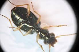 Attēlu rezultāti vaicājumam “Asaphidion pallipes”