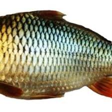 Image result for Cyprinus chilia