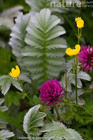 Attēlu rezultāti vaicājumam “Argentina anserina flower”