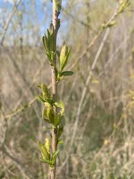 Attēlu rezultāti vaicājumam “Rhabdophaga rosaria”