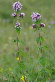 Image result for Origanum vulgare