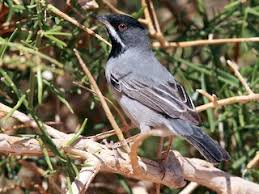 Image result for Sylvia rueppelli