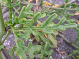 Attēlu rezultāti vaicājumam “Cakile maritima subsp. baltica leaf”