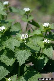 Attēlu rezultāti vaicājumam “Alliaria petiolata leaf”