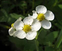 Attēlu rezultāti vaicājumam “xComagaria rosea”