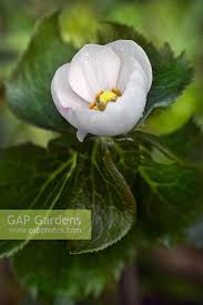 Attēlu rezultāti vaicājumam “Podophyllum hexandrum flower”
