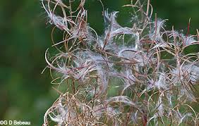 Attēlu rezultāti vaicājumam “Epilobium angustifolium bud”