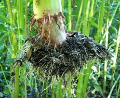 Attēlu rezultāti vaicājumam “Impatiens glandulifera fruit”