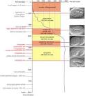 of <b>morphogenetic</b> events.