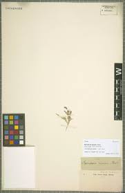 Image result for Thaddus Haenke