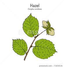 Attēlu rezultāti vaicājumam “Corylus avellana leaf”