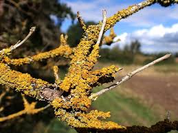 Attēlu rezultāti vaicājumam “Xanthoria parietina”