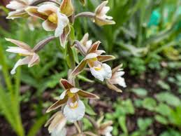 Attēlu rezultāti vaicājumam “Epipactis palustris flower”