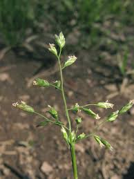 Attēlu rezultāti vaicājumam “Poa remota bud”