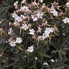 Attēlu rezultāti vaicājumam “Geranium pratense”