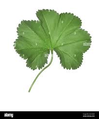 Attēlu rezultāti vaicājumam “Alchemilla subcrenata  flower”