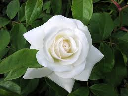 「アイスバーグ」の画像検索結果