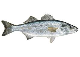 Image result for Dicentrarchus labrax