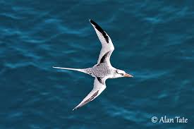 Image result for Phaethon aethereus