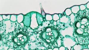 Attēlu rezultāti vaicājumam “Zea mays leaf”