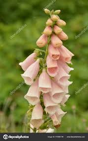 Image result for Digitalis lanata
