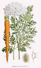Image result for Daucus carota
