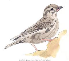 Image result for Petronia petronia