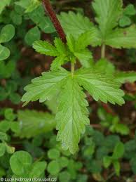 Attēlu rezultāti vaicājumam “Potentilla norvegica”