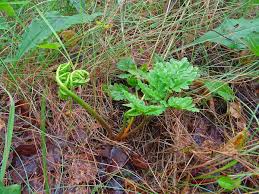 Attēlu rezultāti vaicājumam “Botrychium multifidum”