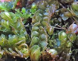 Attēlu rezultāti vaicājumam “Mylia anomala”