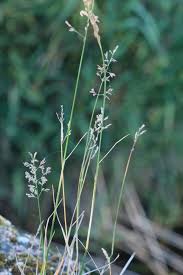 Attēlu rezultāti vaicājumam “Poa compressa leaf”