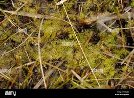 Attēlu rezultāti vaicājumam “Utricularia intermedia”