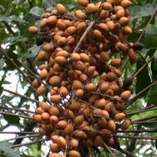 Attēlu rezultāti vaicājumam “Carex sylvatica fruit”