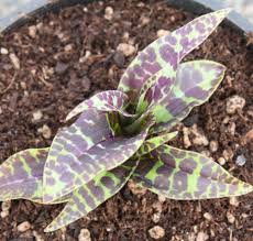 Attēlu rezultāti vaicājumam “Dactylorhiza fuchsii leaf”