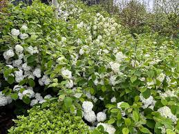 Attēlu rezultāti vaicājumam “Viburnum opulus flower”