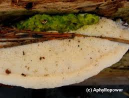 Attēlu rezultāti vaicājumam “Diplomitoporus flavescens”