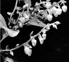 Attēlu rezultāti vaicājumam “Gaultheria cuneata”