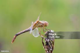Attēlu rezultāti vaicājumam “Sympetrum flaveolum”