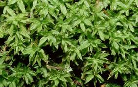 Attēlu rezultāti vaicājumam “Pseudobryum cinclidioides cells”