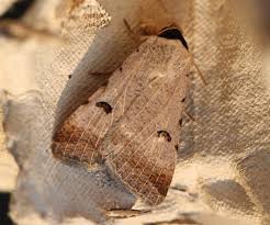 Attēlu rezultāti vaicājumam “Lygephila viciae”