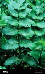 Attēlu rezultāti vaicājumam “Rorippa sylvestris leaf”