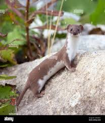 Attēlu rezultāti vaicājumam “Mustela nivalis”