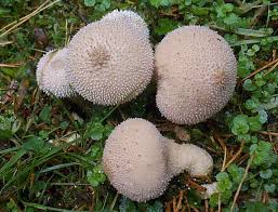 Attēlu rezultāti vaicājumam “Lycoperdon perlatum”