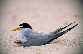 Attēlu rezultāti vaicājumam “Sterna”